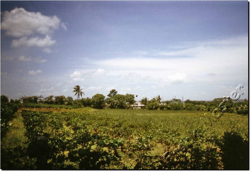 Cuba-Cienfuegos-13.jpg