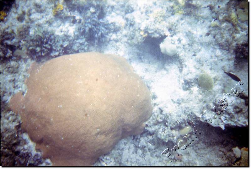 Cuba-Sub-09.jpg